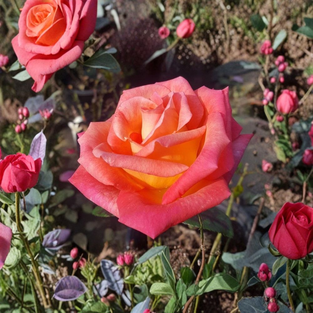 Mikado Hybrid Tea Rose - 2 Gallon Scarlet Yellow Rose Bush | Rosa 'Mikado' | Bi-Color | Full Sun Garden Shrub