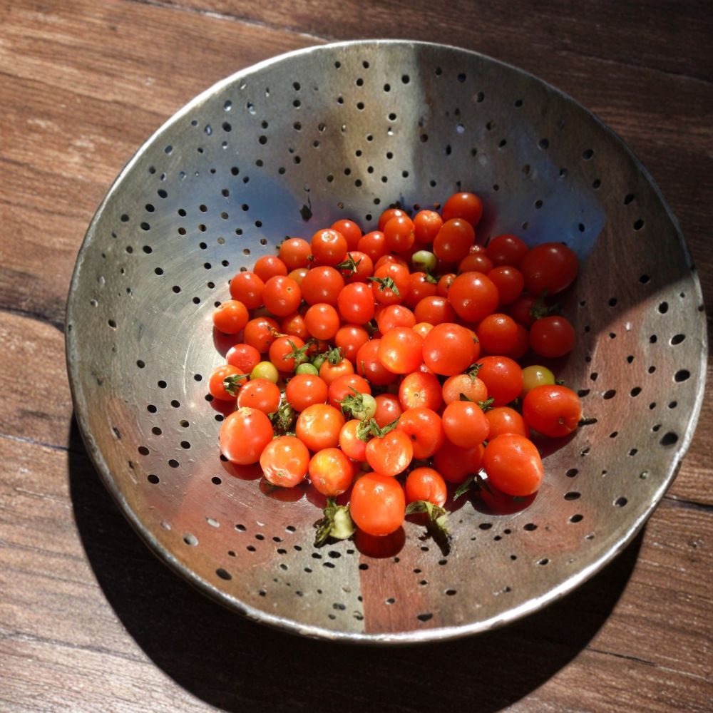 Alaska Proven Cherry Tomato Seeds | 20 Pack | Cold Climate Variety | Solanum lycopersicum | Garden & Container Friendly