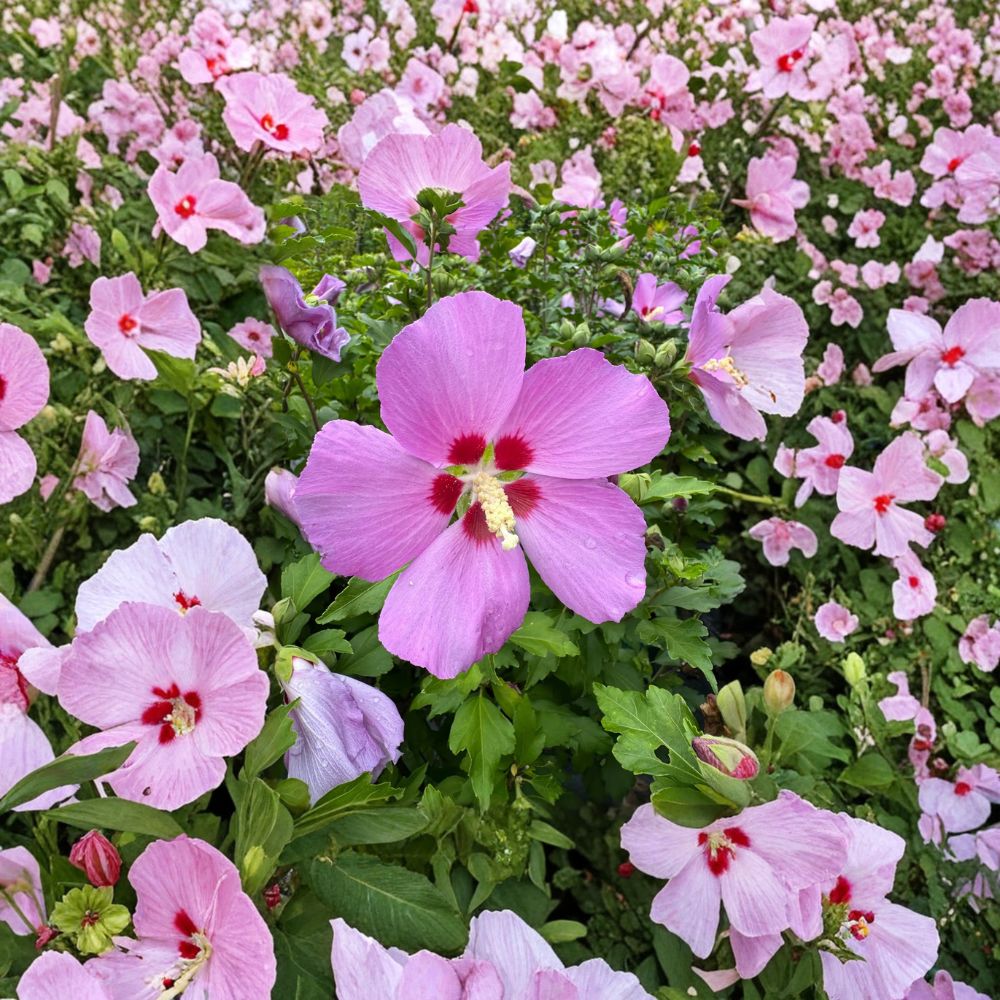 Woodbridge Rose of Sharon Live Plant - 2 Gallon Pot - Pink Flowering Shrub - Hibiscus syriacus - Summer Blooming Hardy Hibiscus