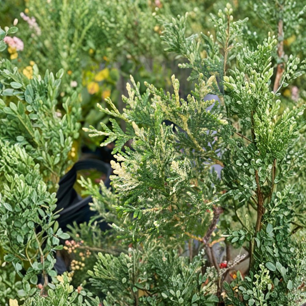 Wansdyke Silver Arborvitae - 1 Gallon Variegated Evergreen Conifer Tree - Thuja occidentalis - Privacy Screen Plant