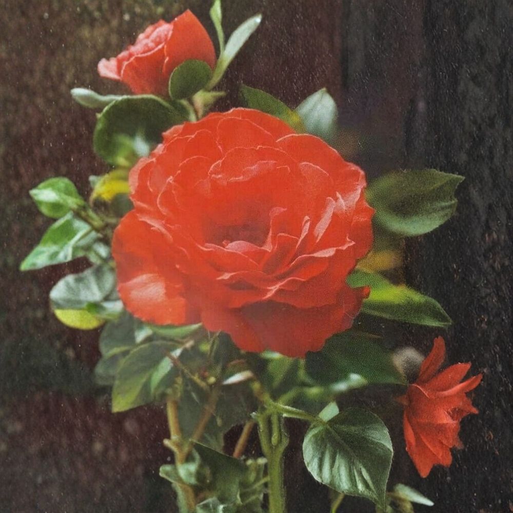 Impatient Floribunda Rose Bush Plant - 1 Gallon - Orange Red Blooms - Rosa hybrid 'Impatient' - Vibrant Garden Shrub