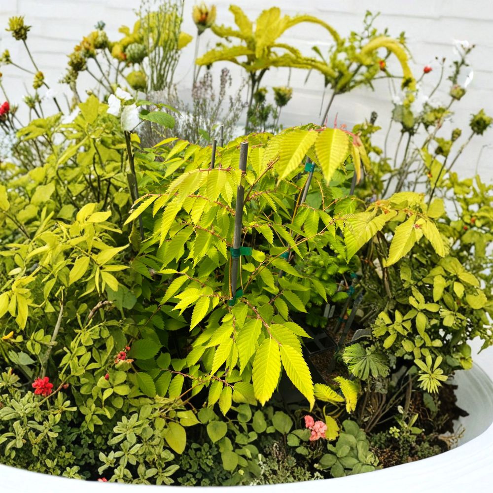 Ogon Japanese Zelkova Tree | 12 Inch Live Plant | Golden Foliage | Zelkova serrata 'Ogon' | 1-Year Graft