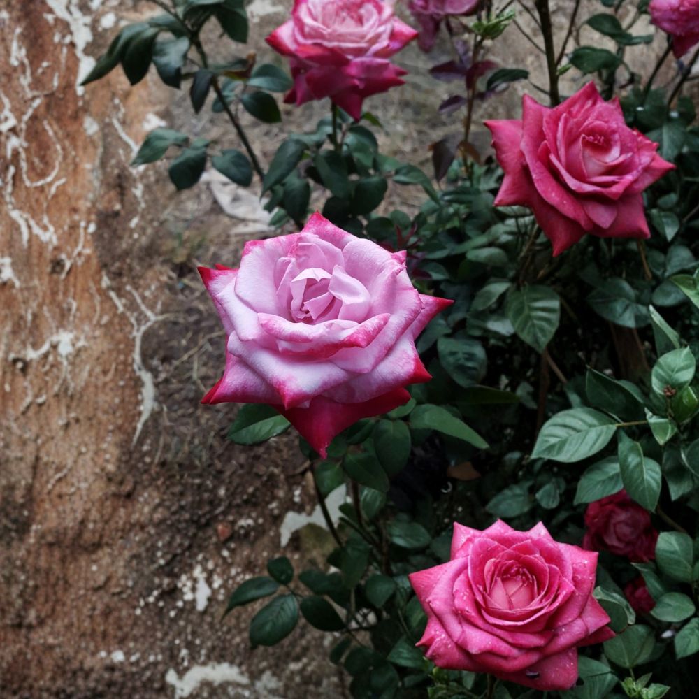 Paradise Hybrid Tea Rose Bush Plant | 3 Gallon | Lavender Pink Magenta | Rosa hybrid 'Paradise' | Fragrant Blooming Shrub