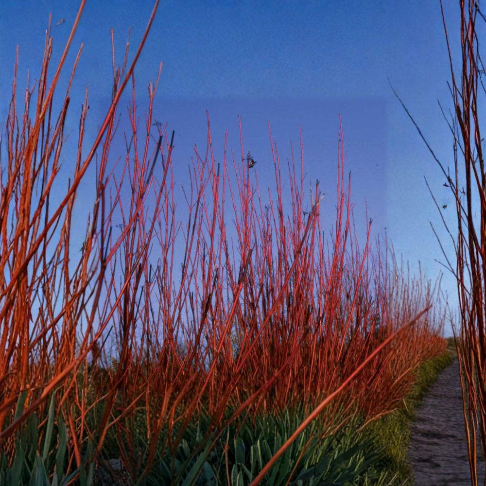Red Twig Dogwood Live Plant | 4 Inch Pot | Cornus sericea 'Baileyi' | Bright Red Winter Stems | Wildlife Friendly Shrub