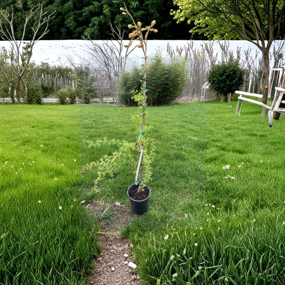 Weeping Conifer Tree | 1 Gallon Pot | Horstmann’s Recurved European Larch | Larix decidua | 18 Inch Tall Live Plant