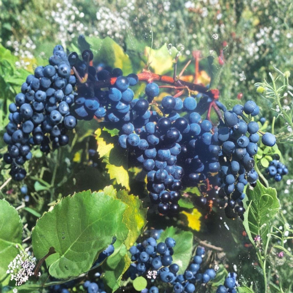 Concord Grape Vine 2 Gallon Live Plant | Vitis labrusca | Healthy Root-Wrapped Vine for Backyard Vineyard & Edible Landscapes