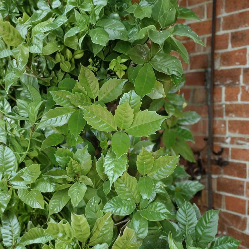 Rozannie Japanese Laurel - 3 Gallon Pot - Aucuba japonica 'Rozannie' - Evergreen Shade Shrub for Low-Light Gardens