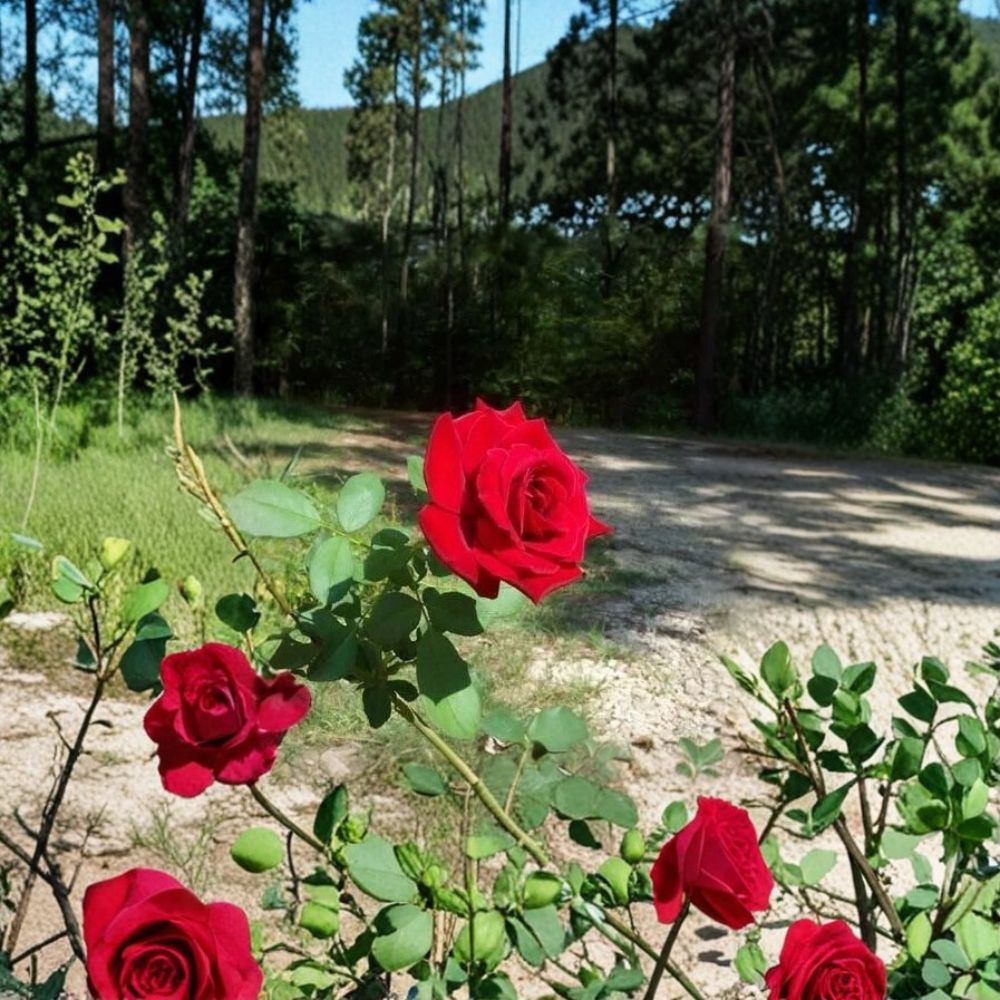 Climbing Rose Bush Plant - 5 Gallon Don Juan - Deep Red Fragrant Blooms - Rosa 'Don Juan' - Ideal for Trellis & Fence