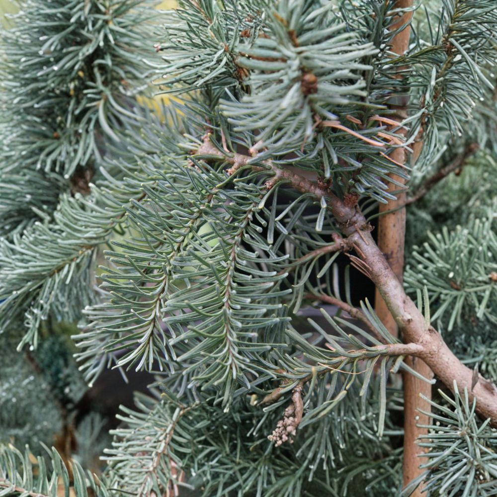 Noble Fir Live Plant - 10 Inch DelBar Cascade - Weeping Blue Evergreen Conifer - Abies procera 'DelBar Cascade' in 1 Gallon Pot