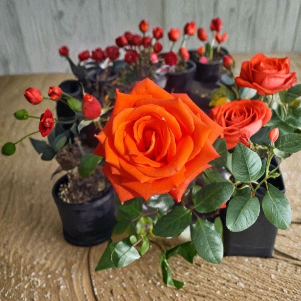 Marina Everblooming Floribunda Rose Plant - 3 Gallon Salmon Orange Blooms - Rosa hybrid 'Marina' - Continuous Flowering Shrub