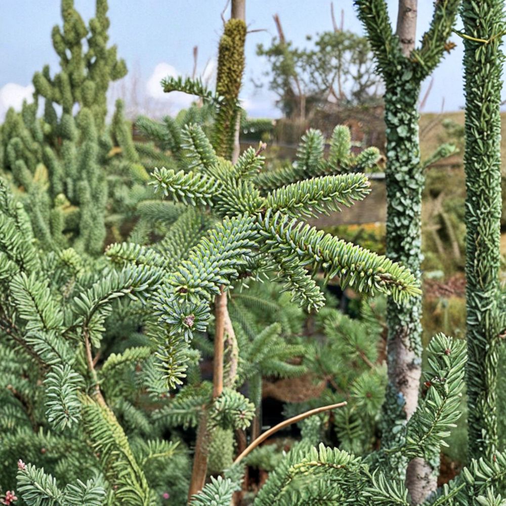 Kelleris Spanish Fir Plant | 12 Inch Live Evergreen Conifer | Abies pinsapo 'Kelleris' | 1 Gallon Pot | Blue Needles