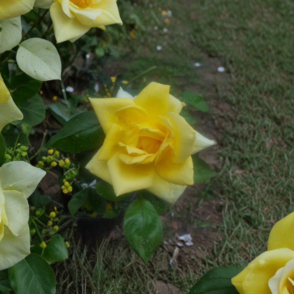 Oregold Grandiflora Rose Bush - 2 Gallon Live Plant - Golden Yellow Blooms - Rosa 'Oregold' - Full Sun Landscape Shrub