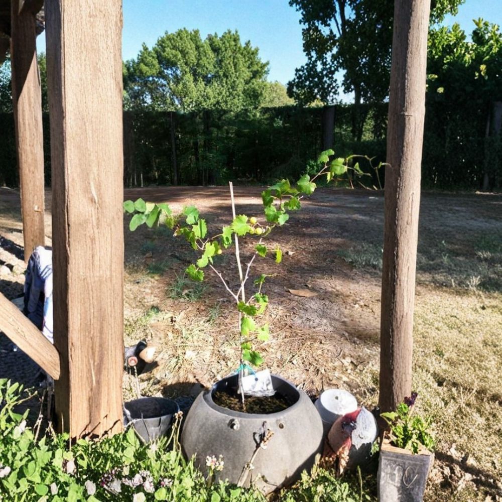 Bronze Summit Muscadine Grape Vine - 3 Gallon Live Plant | Vitis rotundifolia 'Summit' | Sweet Female Variety | Requires Pollinator