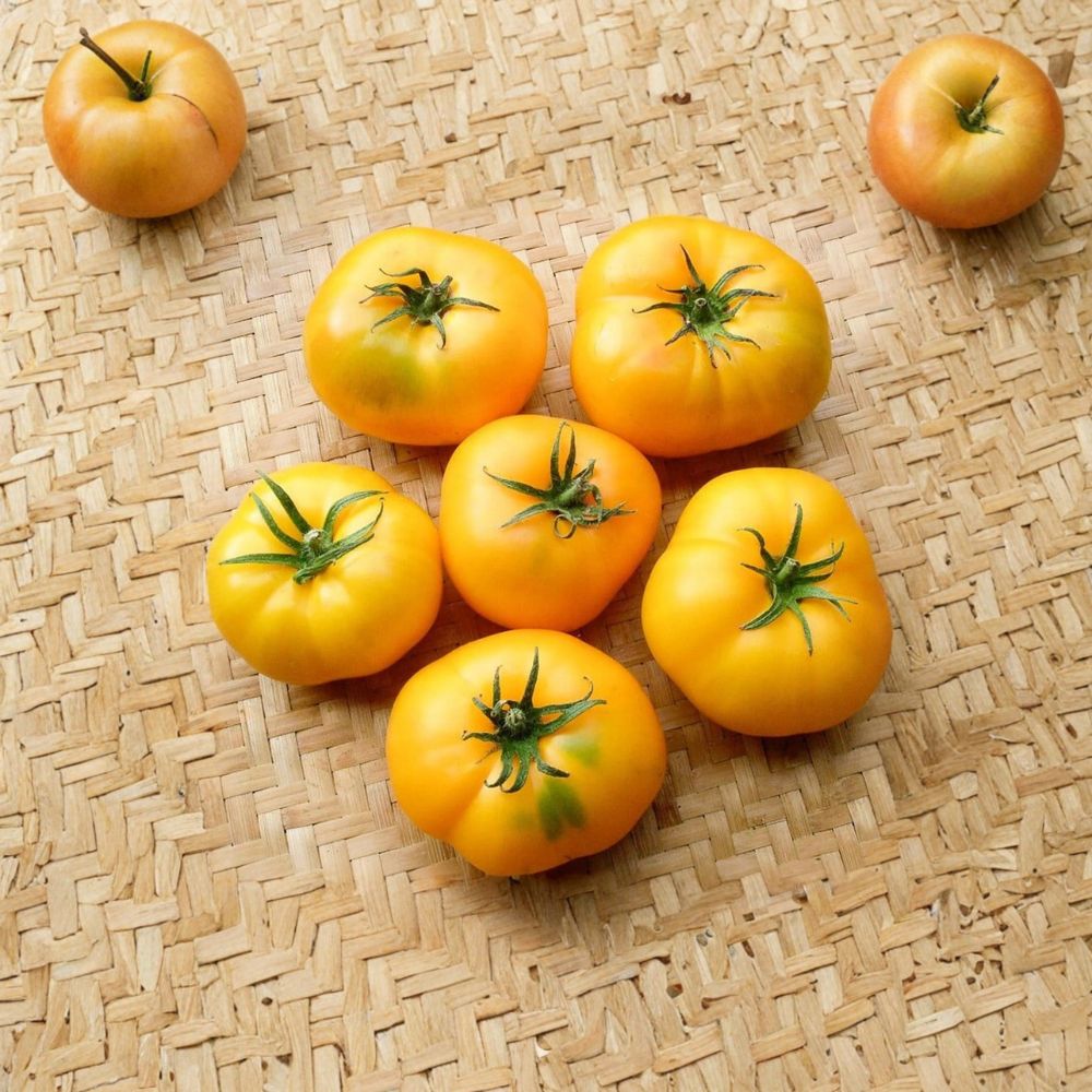 Azoychka Tomato Seeds | 50 Organically Grown Heirloom Seeds | Russian Yellow Beefsteak | Solanum lycopersicum | Easy to Grow