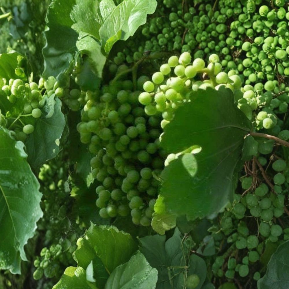 Chardonnay Grape Vine Live Plant - Self-Fertile Vitis vinifera 'Chardonnay' - Fast Growing for Home Garden & Vineyard