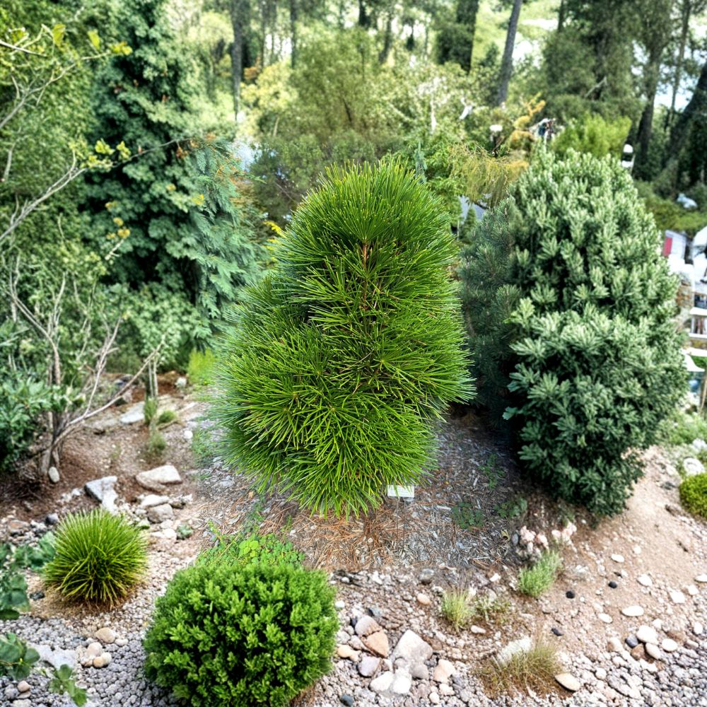 Cynthia Waxman Japanese Umbrella Pine - 2 Gallon Pot - Sciadopitys verticillata - Rare Evergreen Conifer for Landscape