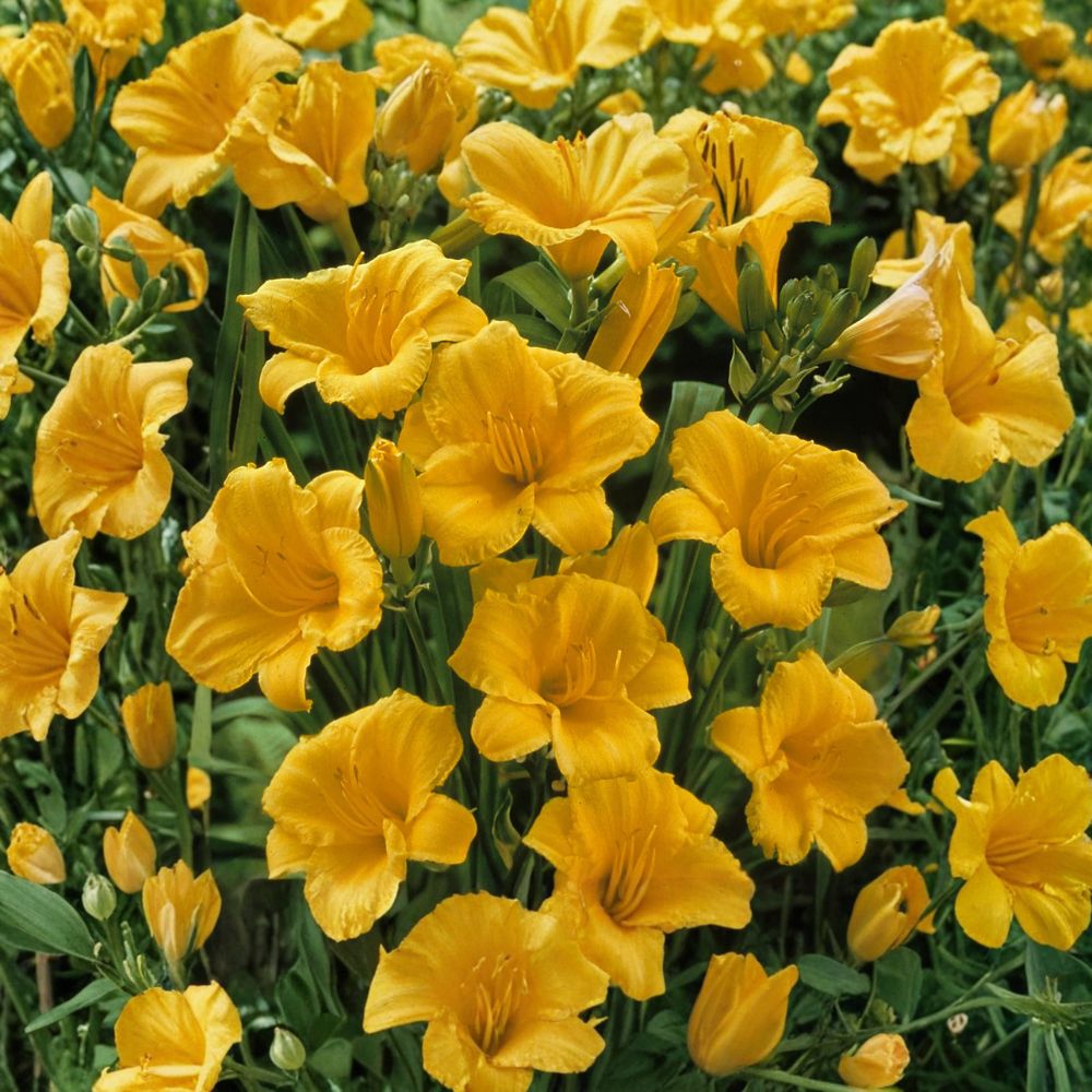 Hemerocallis 'Stella de Oro' Daylily - 3 Bare Root Plants - Golden Reblooming Perennial - Award Winning - Grade #1 Roots