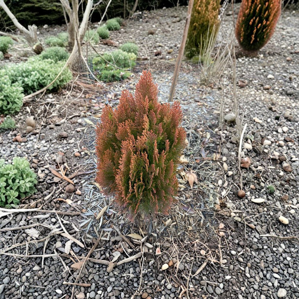 Morgan Arborvitae - 4 Inch Pot Plant - Golden Orange Evergreen Shrub - Thuja orientalis ‘Morgan’ - Dwarf Conifer for Landscape