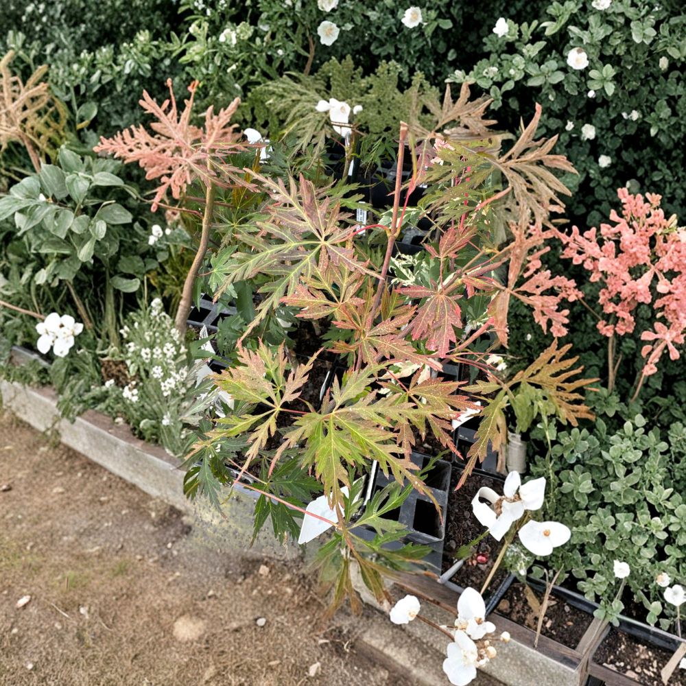 Acer palmatum 'Orangeola' Japanese Maple Live Plant | 2 Gallon Pot | Weeping Laceleaf Ornamental Tree | Vibrant Seasonal Color
