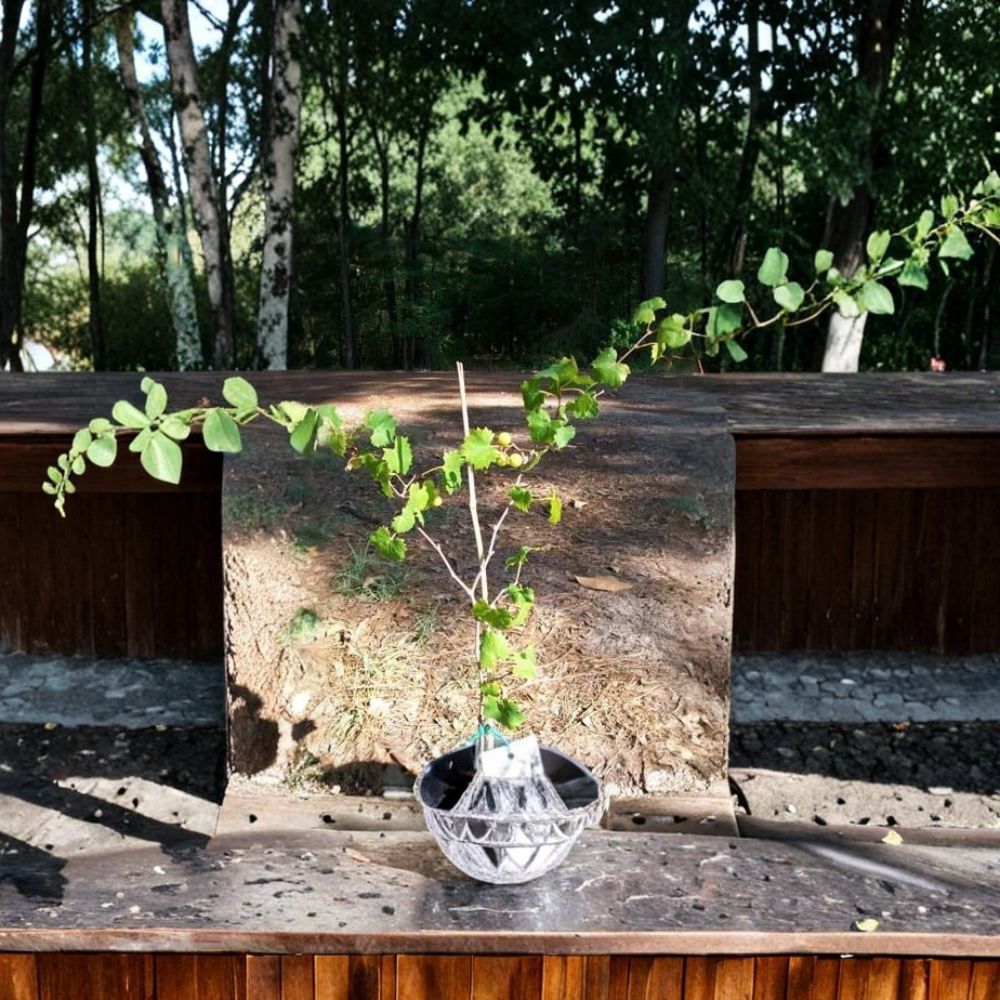 Light Scuppernong Muscadine Grape Vine | 2 Gallon | Vitis rotundifolia | Sweet Bronze Fruit | Ideal for Vineyards & Gardens