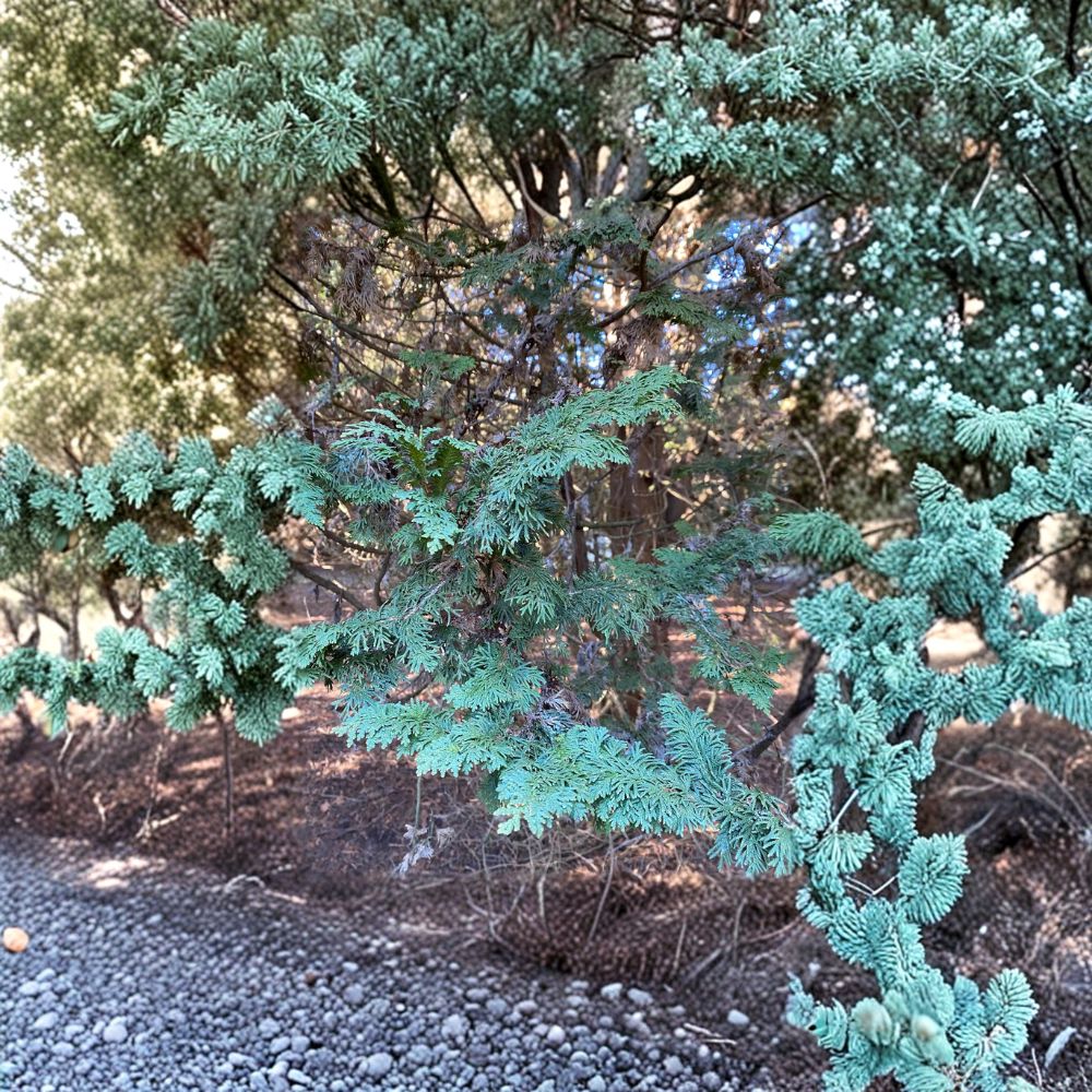 Mastersii Arborvitae Plant | Quart Pot | Evergreen Conifer | Thuja occidentalis | Hardy Landscape Tree for Privacy Hedges