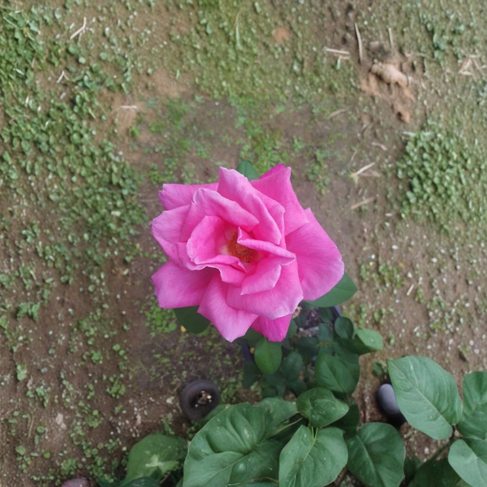 Perfume Delight Hybrid Tea Rose Plant - 2 Gallon Live Bush with Fragrant Pink Blooms - Rosa hybrid 'Perfume Delight'