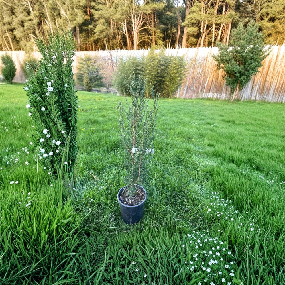 Rocky Mountain Juniper Live Plant | 12" Blue Arrow Evergreen in 1-Gallon Pot | Juniperus scopulorum 'Blue Arrow' Privacy Accent