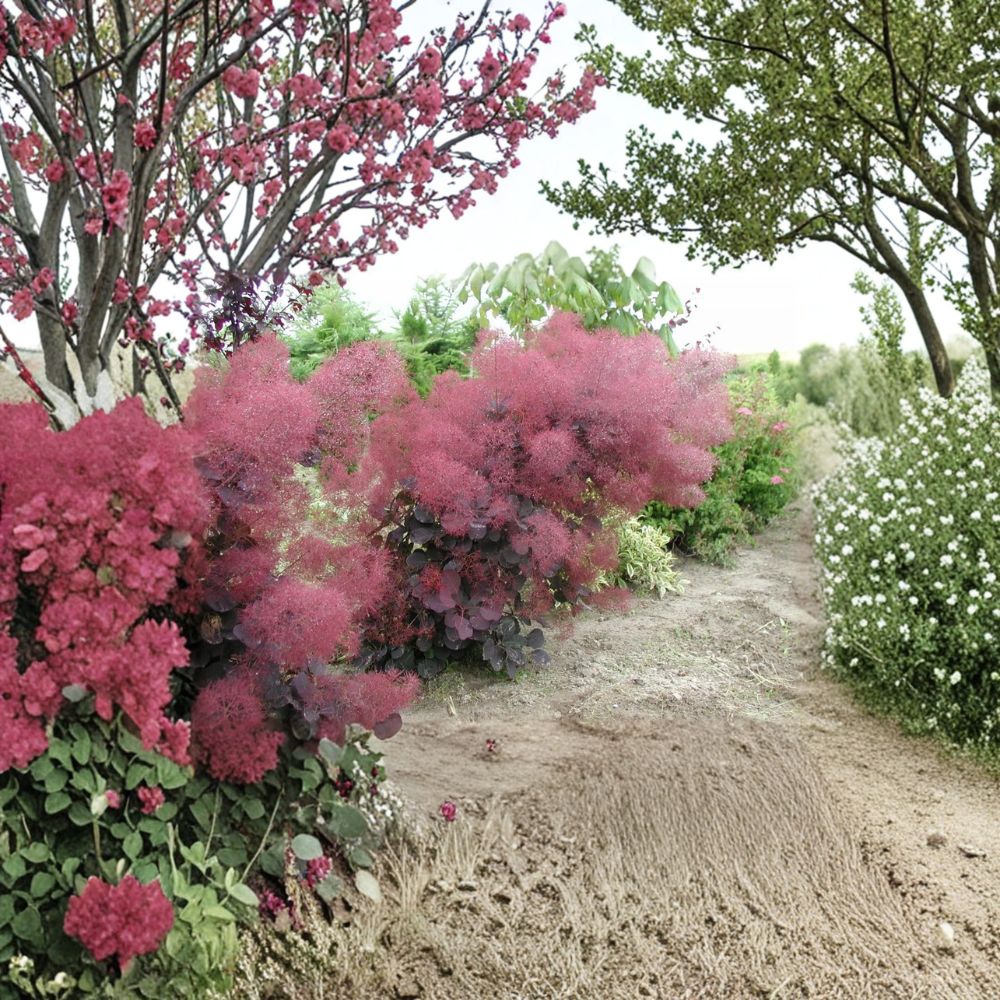 Royal Purple Smoke Tree Live Plant | 12-Inch | Cotinus coggygria ‘Royal Purple’ | Vibrant Purple Foliage | 1 Gallon Pot