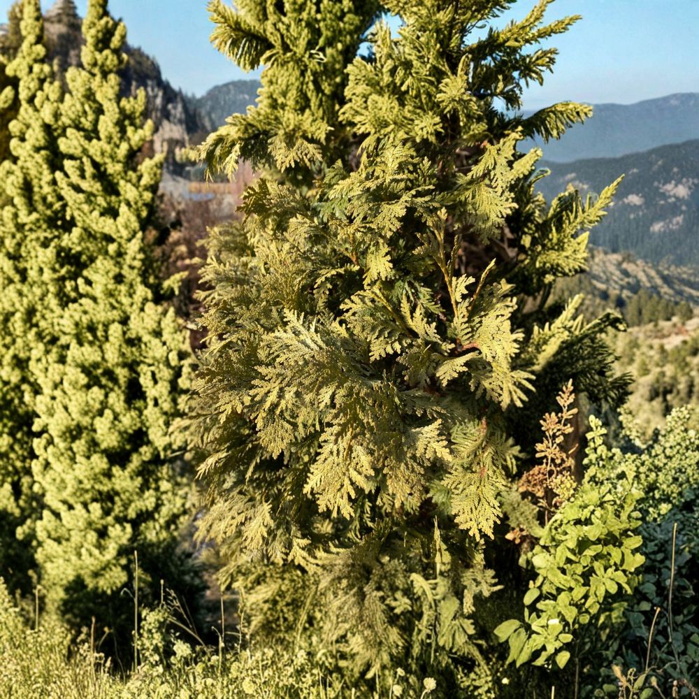 Wareana Lutescens Arborvitae Plant | Quart Pot | Golden Evergreen Conifer | Thuja occidentalis | Hardy Landscape Tree