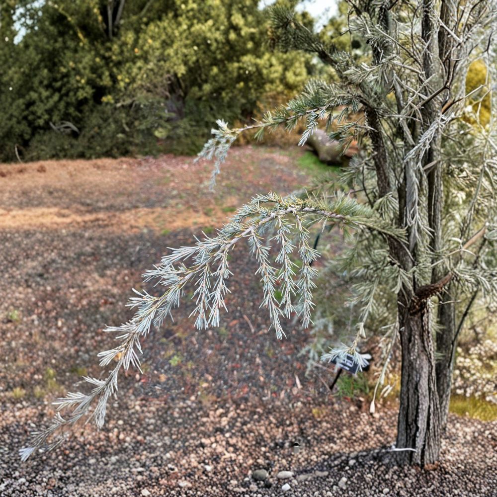 Sander's Blue Deodar Cedar Plant | 12 Inches | Cedrus deodara 'Sander's Blue' | Weeping Blue Evergreen Conifer in 1 Gallon Pot