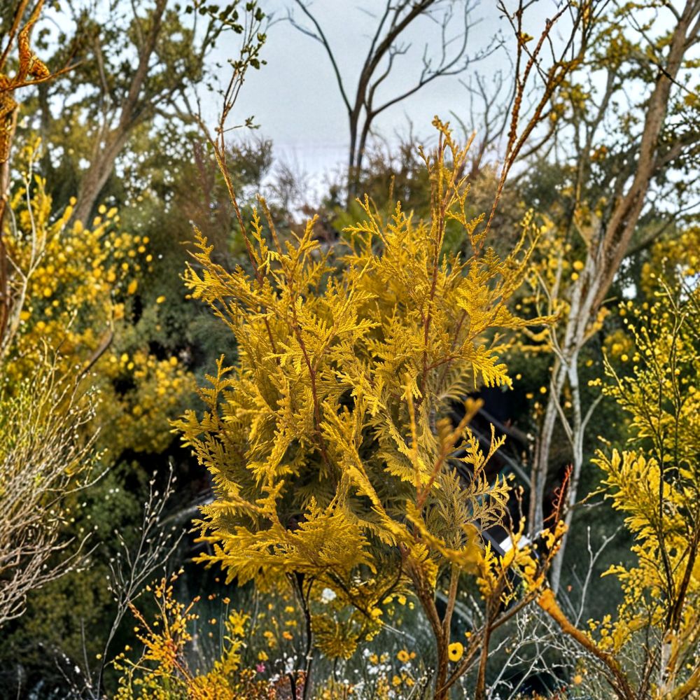 Lutea Arborvitae Plant - Quart Pot Golden Evergreen Conifer - Thuja occidentalis ‘Lutea’ - Hardy Privacy Tree for Landscaping