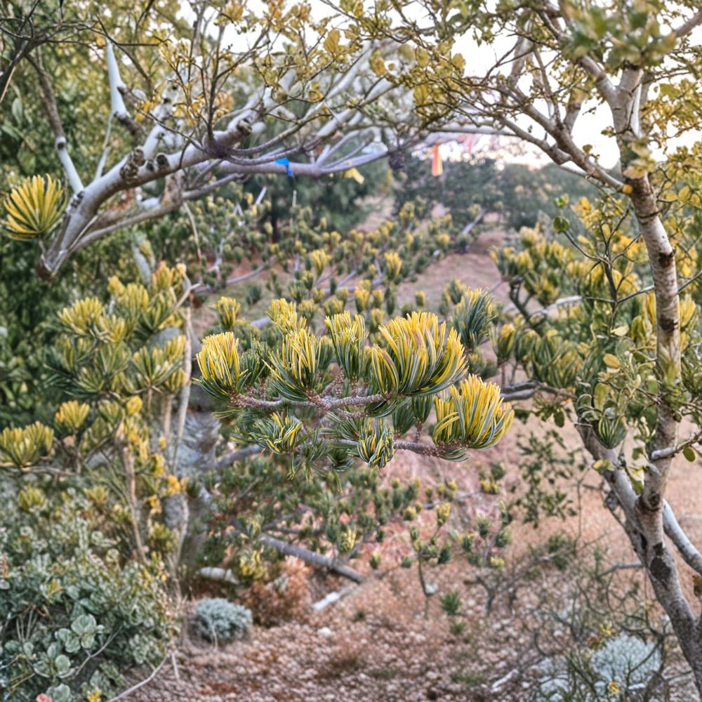 Pinus parviflora 'Fukai' Live Plant | 18 Inch Variegated Japanese White Pine | 1 Gallon Pot | Unique Cream-Tipped Needles