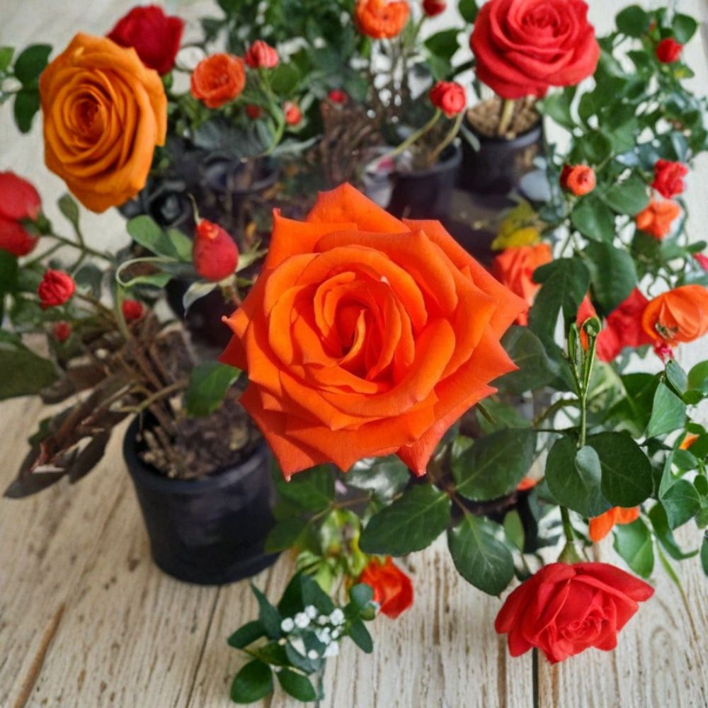 Marina Rose Bush | 1 Gallon | Salmon Orange Floribunda | Rosa 'Marina' | Everblooming, Garden & Landscape Friendly