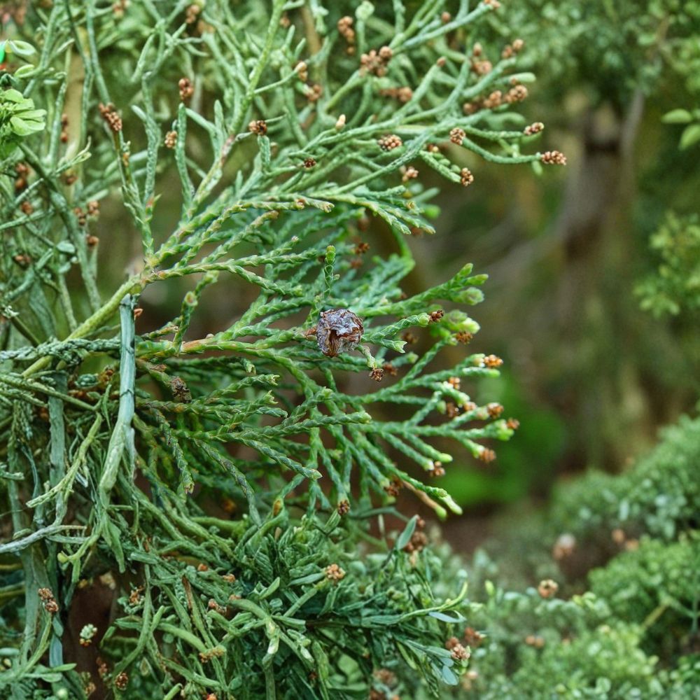 Atlantic White Cedar Live Plant | 1 Gallon Pot | Chamaecyparis thyoides 'Andelye Conica' | Compact Evergreen | Landscape Friendly