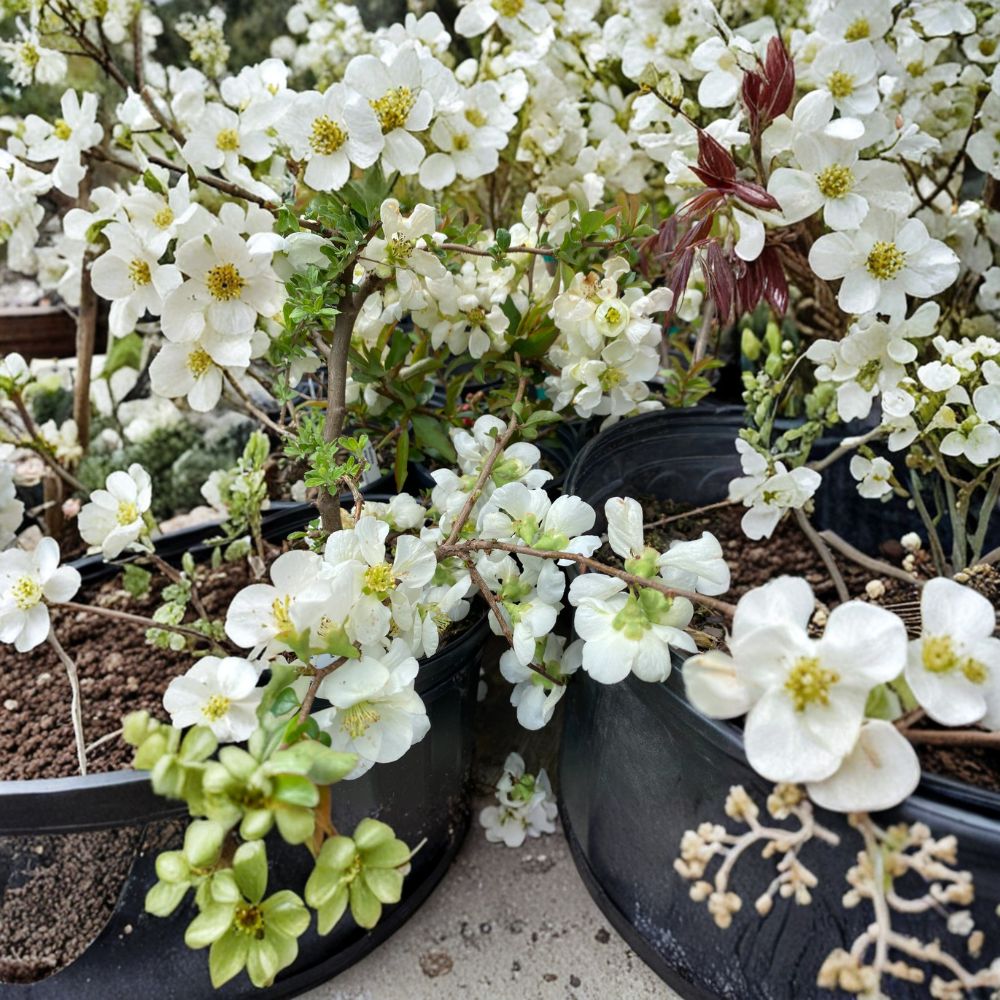 Live Plant - Jet Trail Flowering Quince - Chaenomeles x superba - White Blooms - Hardy Deciduous Shrub in Nursery Pot