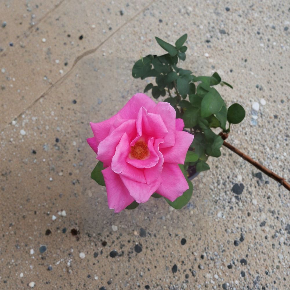Perfume Delight Hybrid Tea Rose Plant - 1 Gallon Live Bush - Fragrant Pink Blooms - Rosa hybrid 'Perfume Delight'