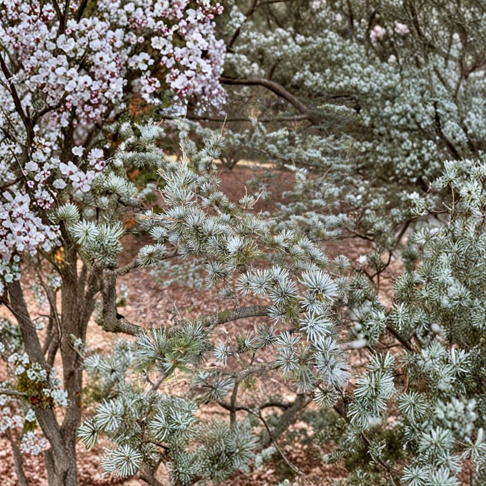 Blue Atlas Cedar Live Plant | 12-Inch | Powder Blue Evergreen Conifer | Cedrus atlantica 'Glauca' | 1 Gallon Pot