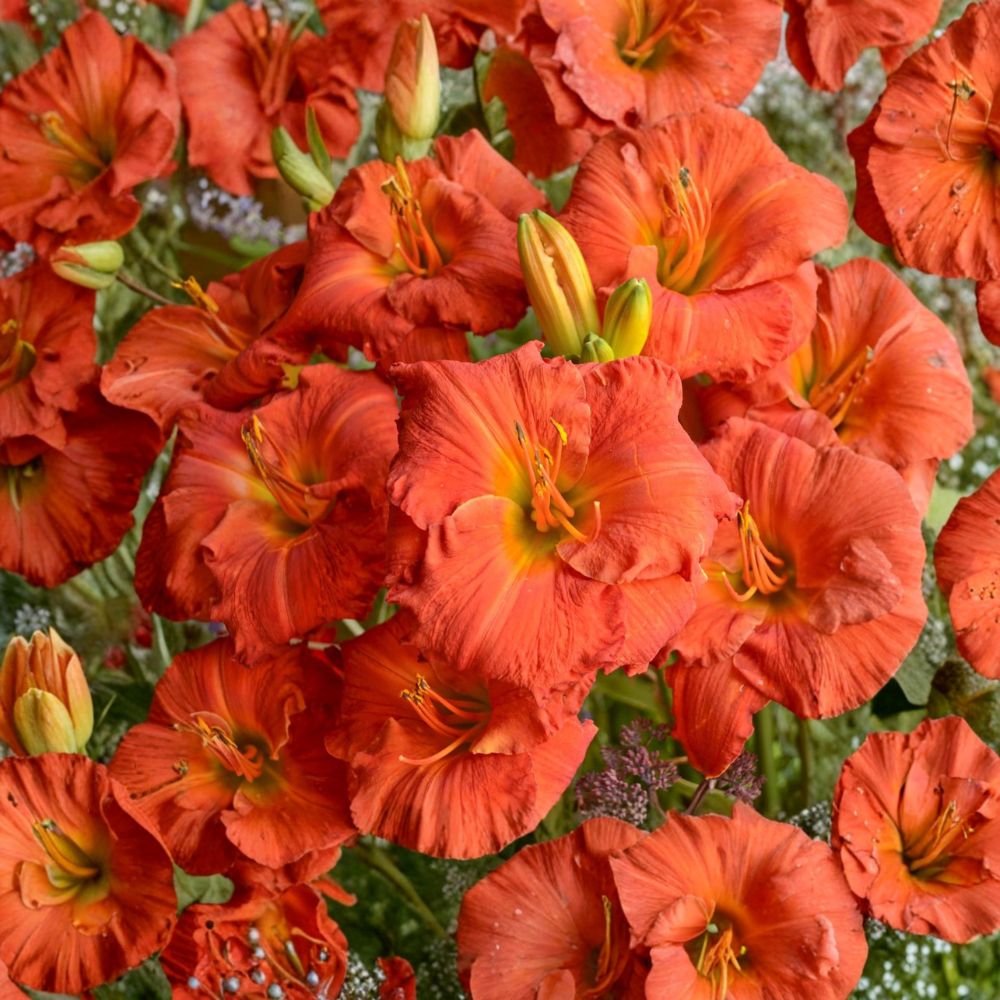 Hemerocallis 'Desert Flame' Daylily - 3 Bare Root Plants | Reblooming Perennial | Fiery Red-Orange Blooms | Hardy Garden Favorite