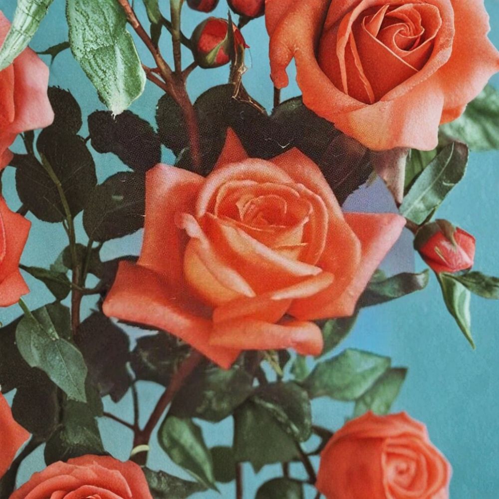 Shreveport Hybrid Tea Rose Plant - 3 Gallon Orange Blooms - Rosa hybrid 'Shreveport' - Easy to Grow Flowering Shrub