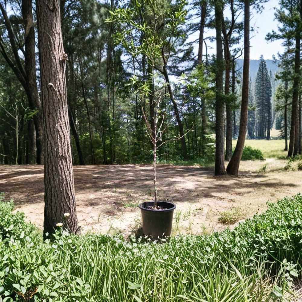Nonpareil Almond Tree - 5 Gallon Live Nut Tree - Prunus dulcis - Backyard Orchard Friendly - Premium Almond Variety