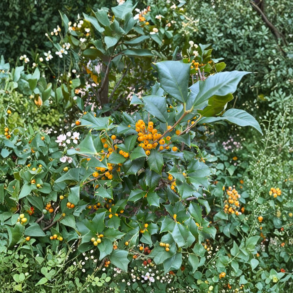 American Holly Live Plant | 8 Inch Quart Pot | Yellow Berry Ilex opaca | Evergreen Tree for Landscape & Wildlife