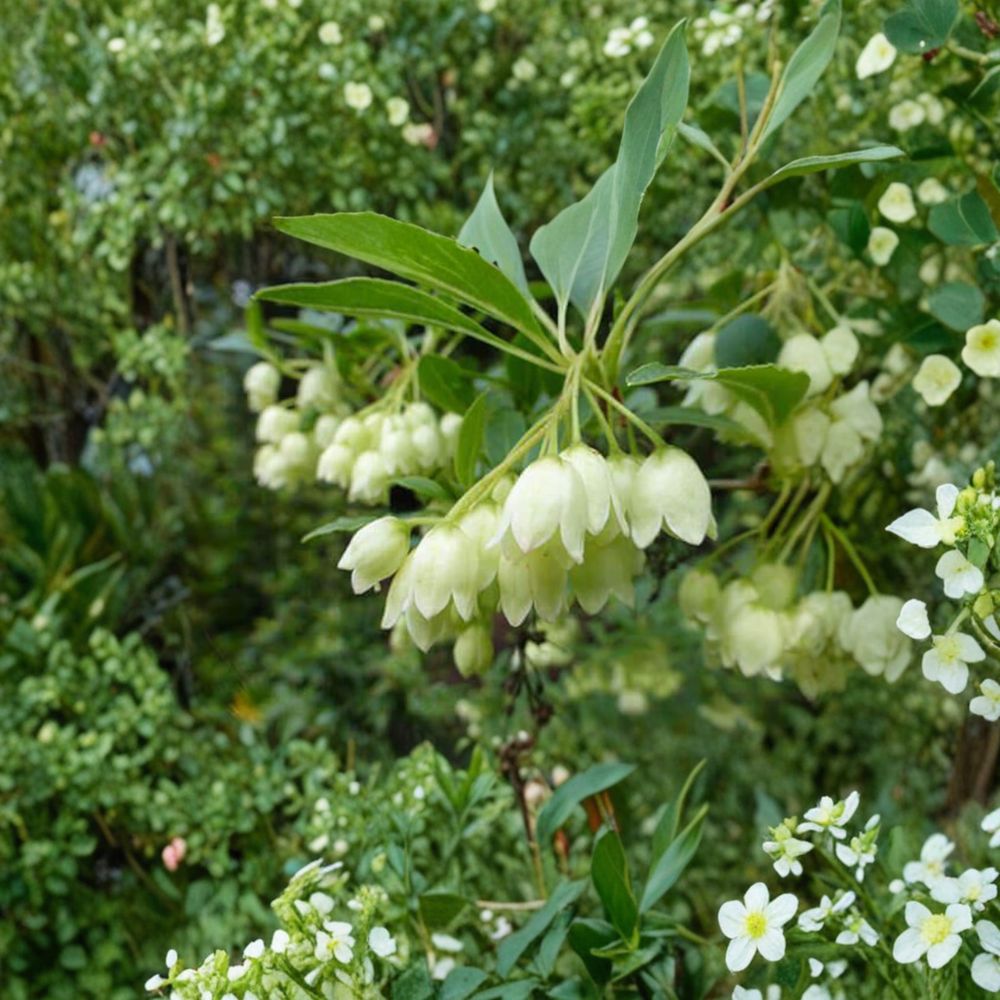 Enkianthus campanulatus 'Albiflorus' Live Plant | 2 Gallon Pot | White Bell Flowers | Deciduous Ornamental Shrub