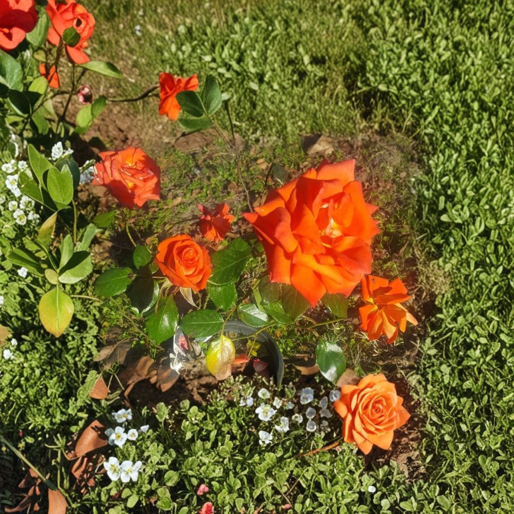 Marina Rose Bush 5 Gallon Everblooming Salmon Orange Flowers Rosa 'Marina' | Healthy Root System for Garden & Landscape