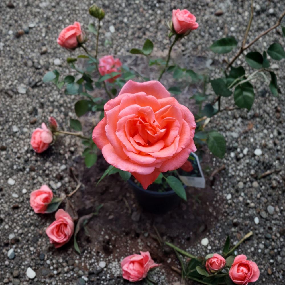 Tropicana Hybrid Tea Rose Plant - 3 Gallon - Fragrant Orange Blooms - Rosa hybrid 'Tropicana' - Easy to Grow Rose Bush