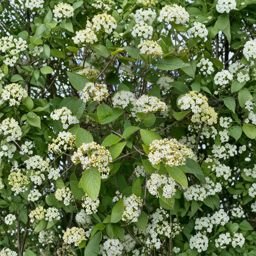 Mohican Viburnum Shrub - 4 Inch Pot Plant - Viburnum lantana 'Mohican' - Creamy White Flowers & Colorful Berries