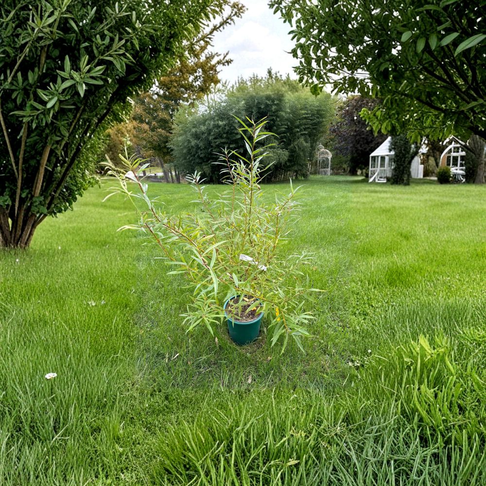 Japanese Fantail Willow Live Plant | 2 Gallon Pot | Salix sachalinensis 'Sekka' | Unique Crested Branches | Ornamental Tree