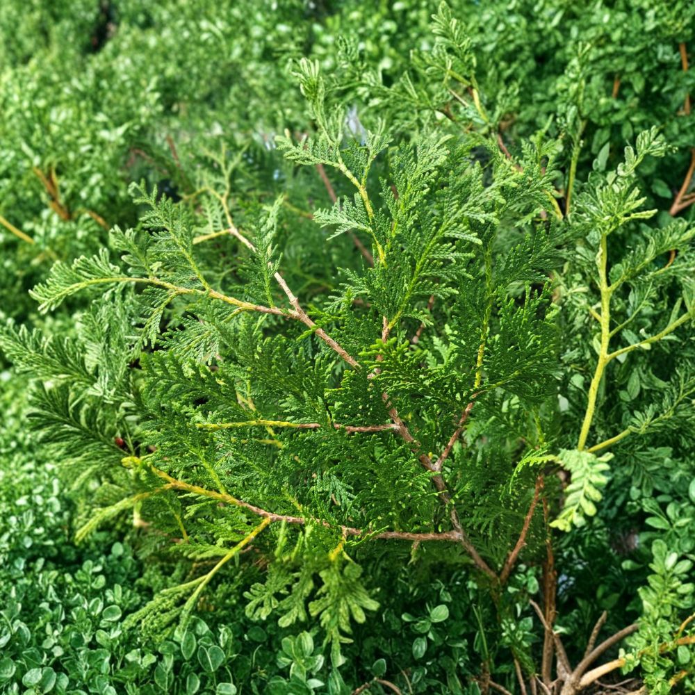 Dark Green Arborvitae Live Plant | Quart Pot | Thuja occidentalis 'Nigra' | Evergreen Privacy Tree | Hardy Landscape Favorite