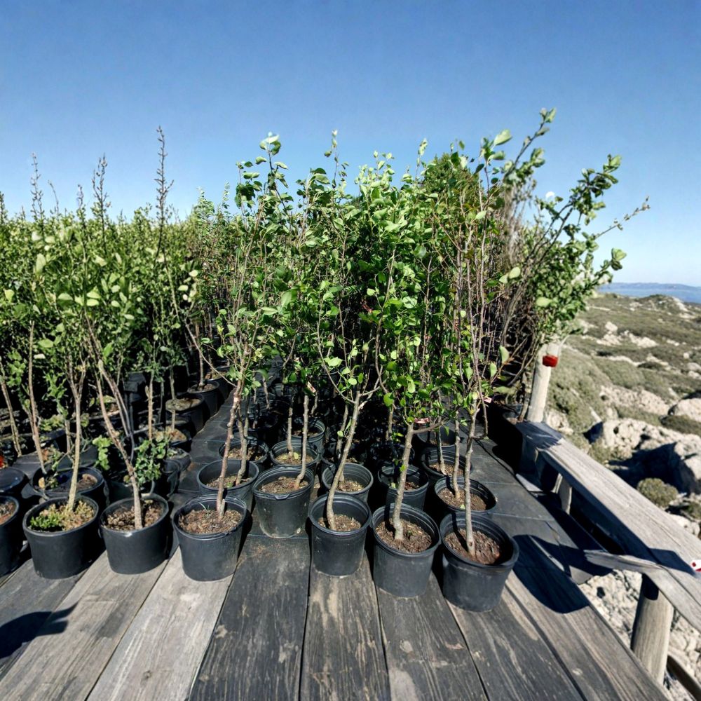 Shinko Asian Pear Tree | 4-6 Feet | Pyrus pyrifolia | Sweet Crisp Pears | Backyard Orchard Friendly | Live Fruit Tree