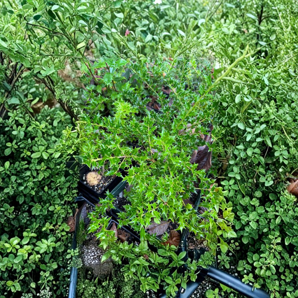 Carolina Cone Holly Quart Pot Plant | Ilex x ‘Carolina Cone’ | Evergreen Columnar Holly with Red Berries for Privacy