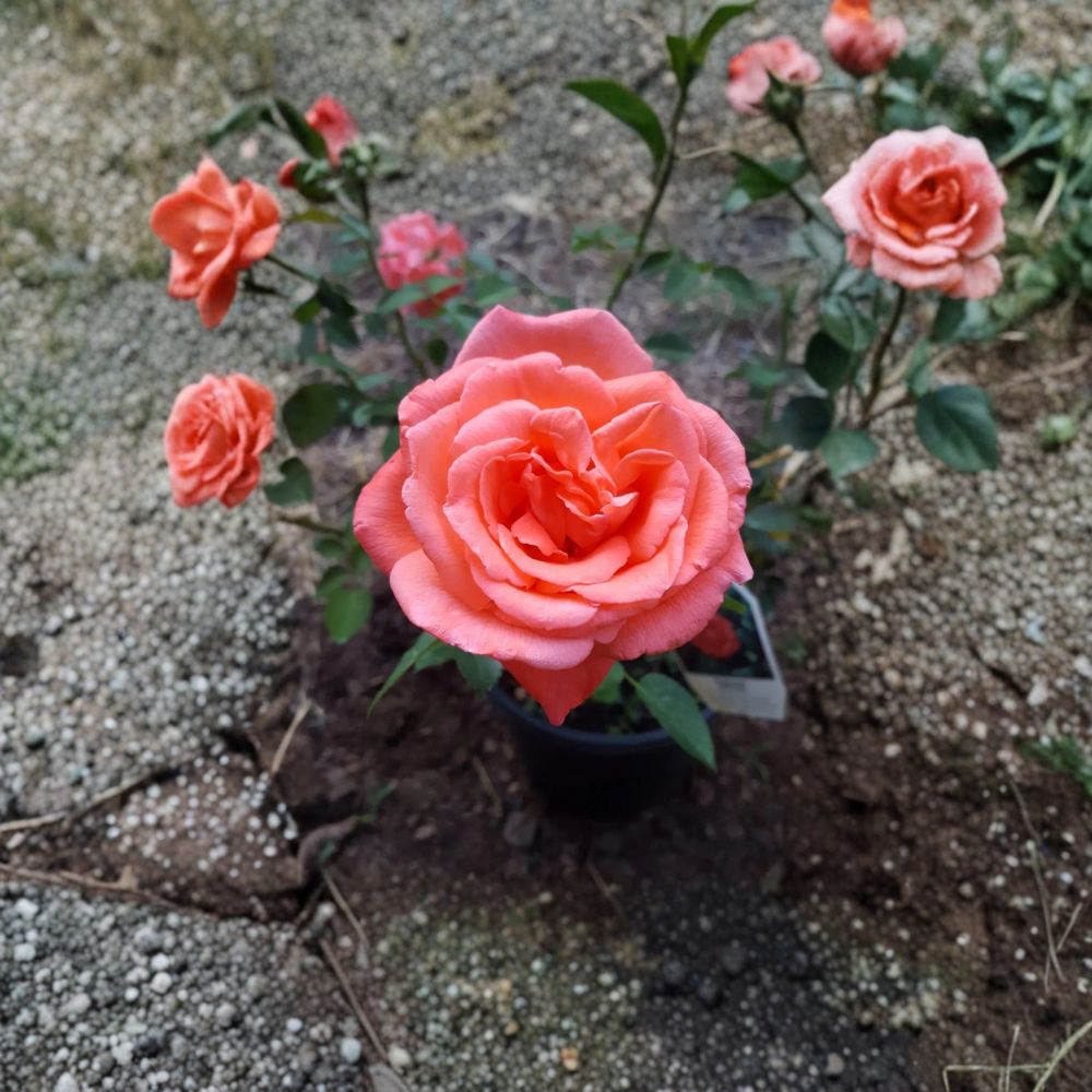 Tropicana Hybrid Tea Rose Plant - 5 Gallon Brilliant Orange Blooms - Rosa hybrid 'Tropicana' - Fragrant & Easy to Grow